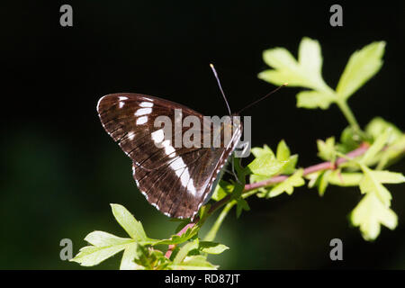 White Admiral (Limenitis camilla) seltene Schmetterling Wald. Stockfoto