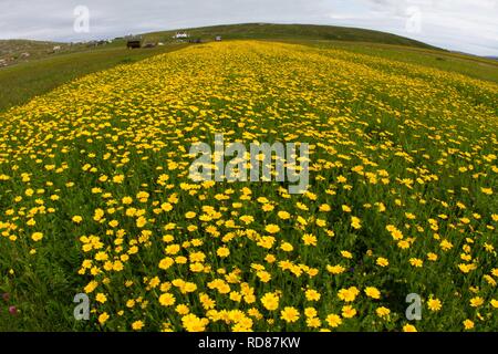 Mais-Ringelblume (Chrysanthemum Segetum), seltene Maisfeld Unkraut, wichtig für Wirbellose Tiere Stockfoto