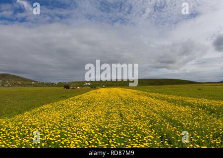 Mais-Ringelblume (Chrysanthemum Segetum), seltene Maisfeld Unkraut, wichtig für Wirbellose Tiere Stockfoto