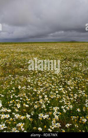 Geruchlos Mayweed (* Tripleurospermum Inodorum) wächst auf kultivierten Machirs auf normalen Zwergseeschwalbe Zucht Website Stockfoto