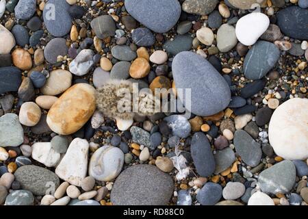 Zwergseeschwalbe (Sterna Albifrons), frisch geschlüpfte Küken im Nest kratzen. Stockfoto