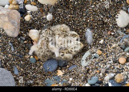 Zwergseeschwalbe (Sterna Albifrons), frisch geschlüpfte Küken im Nest kratzen. Stockfoto