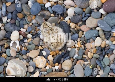 Zwergseeschwalbe (Sterna Albifrons), frisch geschlüpfte Küken im Nest.. Stockfoto