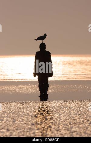 Sir Antony Gormley gemeißelte Figur, einen anderen Ort, bei Sonnenuntergang mit silouhetted Gull. Stockfoto