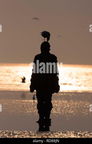 Sir Antony Gormley gemeißelte Figuren mit Möwe auf dem Kopf bei Sonnenuntergang, einen anderen Ort Stockfoto