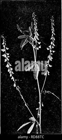 . Handbuch der Natur - Studie für Lehrer und Eltern, auf dem Cornell Natur - Studie Merkblätter. Die Natur studieren. 656 Handbuch der Nature-Study. Während Steinklee. blau-grünes Laub und die Spitzen der Blumen für den Genuß der Passant, während seine Wurzeln fühlen sich ihren Weg tief in den Armen, harter Boden, Luft und Drainage mit Ihnen und Gebäude, mit Hilfe ihrer u-Partner, Stickstoff Fabriken, die die Armen der Erde bereichern, so dass andere Pflanzen Nahrung finden kann. Noch nie gab es eine solche wohltätige Unkraut wie die süße Klee-wohltätige alik Stockfoto