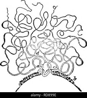 . Süßwasser-Biologie. Süßwasser-Biologie. Die Schwämme (Porifera) 315 (48, 49) Foraminalen Tubulus noch kürzer; ranken, drei bis fünf, sehr lang und schlank Carterius tenosperma Potts 1880. Schwamm bilden unregelmäßige Massen kriechen auf und am Wasser Pflanzen und Wurzeln, weniger Fre- inkrustierende Steine. Gemmules ziemlich zahlreich. Foraminalen Tubuli ungefähr ein Viertel der Durchmesser des gemmules. Ranken, so viel wie eine halbe Zoll lang. Skelett spicules slen-der, sehr dünn microspined, allmählich hingewiesen. Dermale spicules schlank, fast gerade, ganz Spined. Mit cylindr Birotulates Stockfoto