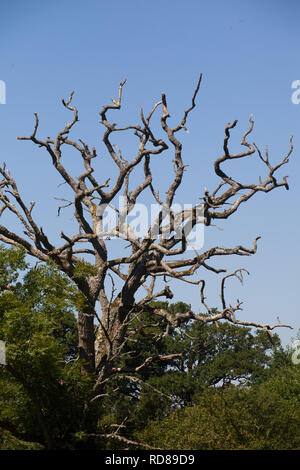 Hirsch Eiche (Quercus robur), wichtiger Lebensraum für Wildtiere durch tote Holz zur Verfügung gestellt. Teil der proovided Rewilding Experiment durch die Umstellung von Weizen Landschaft zu rewilded. Knepp Immobilien. Stockfoto