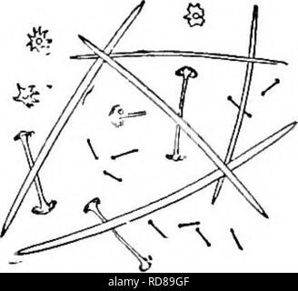 . Süßwasser-Biologie. Süßwasser-Biologie. 35 (20, 36) Dermal spicules, minute birotulates. Ephydatia everetti (Mühlen) 1884. Grüner Schwamm völlig aus schlanken Filamente, wenig mehr als ein 16 Zoll im Durchmesser. Gemmules wenige, aber Usu-Verbündeten groß mit einer dicken Kruste. Skelett spicules schlanke, zylindrische, glatte. Dermale spicules, minute birotulates mit schlanken cyhndrical Wellen und Cap-wie rotules eingekerbte in fünf oder sechs Haken. Gemmule birotulates Lange und Verein - wie; Wellen glatt und schlank; rotules gebildet von fünf oder sechs Stout, recurved, zugespitzten Haken. In kaltem Wasser, Stockfoto