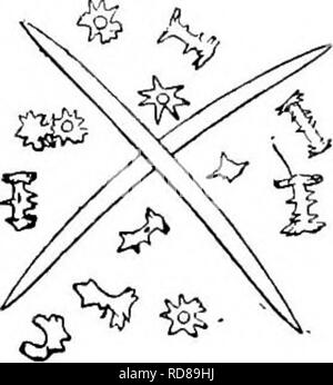 . Süßwasser-Biologie. Süßwasser-Biologie. 31 (26) der Wellen des birottilates mit enormen Stacheln. Ephydatia rohusta (Potts) 1887. Schwamm massive, encrustin, g, dünn. Gemmules knapp. Skelett spicules hingewiesen, weich. Birotulates groß, in der Regel aufgrund eines fehlerhaften. Wellen, und seid in demselben reichlich Stacheln so lange strahlen Der rotules. In der Nähe von Susanville, Kalifornien gesammelt. Vielleicht nur eine Vielzahl von E.ftuviatilis. Abb. 571. Der spicules Ephydatia rohusta. Drei Arten von spicules hier herausgefunden: glatt Skelett spicules; grob spined gemmule rotules birotulates; Single; überaus unförmige Formen. X 100. (Nach dem Pott Stockfoto