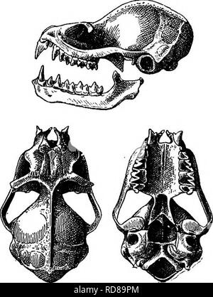 . Die Familien und Gattungen der Fledermäuse. Fledermäuse, Fledermäuse. Die Familien und Gattungen der Fledermäuse. 89 Minuten Büschel von grauen Fell, ein Zeichen von großem Nutzen bei der Identifizierung von Proben. Arten untersucht.-Rhynchiscus naso (Wied). ist eine Gattung SACCOPTERYX Illiger. 1811. Saccopteryx Illiger, Prodr. Syst. Mamrn. et-Avium, S. 121 (leptura). 1838-39. Urocryptus Temminck, Van der Hoeven die Tijdschr. Nat. Gesch.de Figura, V, S. 31 (Wttneata). 1878. Saccopteryx Dobson, Catal. Chiropt Brit. Mus., S. 369 - (Teil). Art - Art.-Vespertilio leptura Schreber. Geographische Verteilung. - Festland von tropischen und subtropischen Amerika. Stockfoto