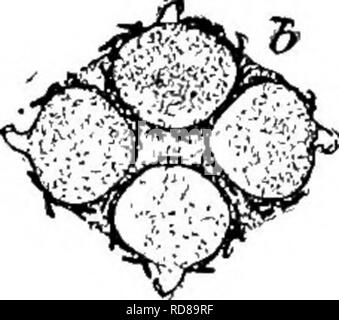 . Süßwasser-Biologie. Süßwasser-Biologie. Die Schwämme (Porifera) 307 7 (8) die Tubuli der gemmules nach oben oder nach außen von der Gruppen. Spongilla fragilis Leidy 1851. Schwamm inkrustierende in subcircular Patches, an Kanten dünne, gelegentlich eine oder mehrere cm dick in der Mitte. In den verschiedensten Situationen, scheinbar bevorzugt stehendes Wasser, jedoch auch unter fließendem Wasser. Reichlich vorhanden. Gemmules reichlich vorhanden, vor allem in einer oder mehreren Schichten. Auch in kompakten Gruppen umgeben von einem zellulären Parenchym aufgeladen mit subcylindrical spined acerates. Skelett sUghtly spicules glatte, geschwungene, Ratte Stockfoto
