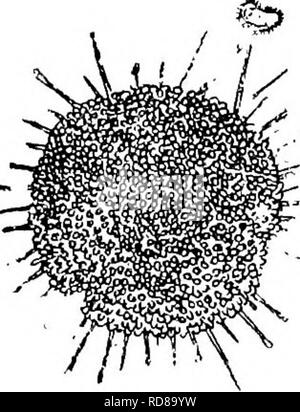 . Süßwasser-Biologie. Süßwasser-Biologie. CILIATE PROTOZOEN (INFUSORIA) 299 216 (217) Tentakel, bestehend aus einem einzelnen, beweglichen anterior Prozess. Parasitäre auf Cyclops. . ... Rhyncheta Zenker. 217 (216) Tentakel zahlreiche. 218 218 (219) Körper sphärische, nie repariert; genoppte Tentakel, die sich von allen Seiten Sphaerophrya Claparede und Lachmann. Vertreter der Spezies. . Sphaerophrya magna Maupas 1881. Tentakel nicht mehr als fünfzig an der Zahl: Bei voll ausgezogenem, gleich in der Länge auf den Durchmesser des Körpers. Reproduktion wurde beobachtet, statt durch quer Division zu nehmen. Durchmesser der Körper 40 Stockfoto