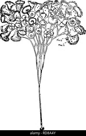 . Süßwasser-Biologie. Süßwasser-Biologie. CILIATE PROTOZOEN (INFUSORIA) 295 igi (192) Einrichtungen, Glockenförmigen, meist quer gestreift; peristomal Festplatte breit. Stiel mit einem Kanal, aber keine Muskeln. Epistylis Ehrenberg. Vertreter der Spezies. . Epistylis flavicans hrenhtrg IST ^^o - Die Arten können durch die Tatsache, dass die stammzellen hohlen während mit Ausnahme der Verbindungen, die solide sind, unterschieden werden. Eine weitere Besonderheit ist die Krümmung der jedes Glied macht, wie es der Punkt der Gabelung in der dichotomously branching System hinterlässt. Fünf oder sechs Kreise der starken Zilien über die Festplatte. Meist Stockfoto