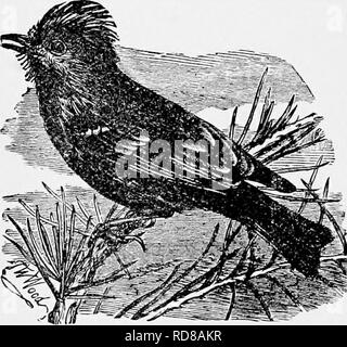 . Die populäre Naturgeschichte. Zoologie. 3 o 6 DIE GOLDEN-CRESTED WREN.. GOLDEN-CRESTED WREN. cristatus) - (Regulus kriechgang wie rurts nach oben und unten die Zweige, die in den Ritzen der Rinde auf der Suche nach den kleinen Insekten, auf die sie füttert. 'Ich' er erste Exemplar, das ich je gesehen habe, war das Verfahren der Zweige eines feinen "Blenhean Orange "Apfel - Baum in einem angrenzenden Garten, und durch meine unerfahrenen Eves war zunächst für eine sehr junge kriechgang. Sie, wie der Kriechgang, es können sogar einen dicular perpen-Wand, Peering in jedem kleinen Spalt, und Strumpf bis das Moos und Flechten für die Pur Stockfoto