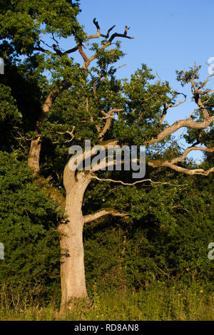 Hirsch Eiche (Quercus robur) in Hedge, Teil der Knepp Farm Estate, rewilding Project, Bedeutung von Totholz in einem rewilding Experiment, bei der Förderung der Wirbellosen geleitet, Stockfoto