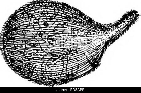 . Süßwasser-Biologie. Süßwasser-Biologie. CILIATE PROTOZOEN (INFUSORIA) 275 40 (41). 41 (40) der Körper nicht gestreckt; Sphärische bis eiförmig, leicht flexibel; einen kurzen Rüssel an der Basis ist der Mund. Rachen mit Stangen. Trachelius Wohnz., Vertreter der Spezies. . Trachelius ovum Ehrenberg 1838, Hals hoch flexibel. Mund Rachen rund; mit Stangen. Kern Zentrale; kontraktile Vakuolen zahlreiche. Endoplasm am inneren Ende des Pharynx breitet sich in der Regel in vier oder fünf weitgehend unterschiedliche Konsequenzen. Länge 300 ix. Frisches Wasser. Abb. 474 - Trachelius omm. X 8 $. (Nach Elochmann.) B Stockfoto