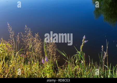 Am Ufer des Flusses auf dem Hintergrund von Wasser Wiese Gräser und Blumen wachsen. Stockfoto