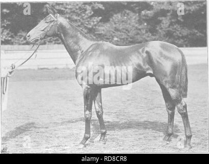 . Punkte des Pferdes; eine Abhandlung über den Körperbau, Bewegungen, Rassen und Evolution des Pferdes. Pferde. TV. A. Rotich, Strand. Abb. 322.-H.R.H. Der Prinz von Wales' Persimmon.. Bitte beachten Sie, dass diese Bilder sind von der gescannten Seite Bilder, die digital für die Lesbarkeit verbessert haben mögen - Färbung und Aussehen dieser Abbildungen können nicht perfekt dem Original ähneln. extrahiert. Hayes, M. Horace (Matthäus Horace), 1842-1904. London, W. Thacker &Amp; Co Stockfoto