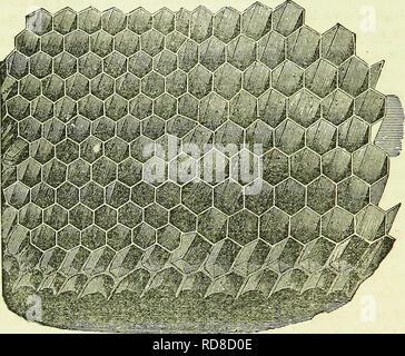 . Ein Schlüssel zur erfolgreichen Bienenzucht: Eine Abhandlung über die wirtschaftlichste Methode für den Umgang mit Bienen, einschließlich das neue System der Thema der künstlichen Schwärmen... Bienen; Bienen. 24 erfolgreichen BIENENZUCHT. Diese dj "ein Zellen Nummer vier auf den Zoll pro Weg, ma-King 16 auf jeder Seite, oder 32 Zellen. 13.- Drohne und Arbeiter Kamm, zeigt den Übergang von einem zum anderen. quadratzoll Kamm; während der Arbeitnehmer Zellen jeweils fünf weg sind, oder 50 Zum quadrat zentimeter der Kamm. Lassen Sie daran erinnert werden, dass queenless Kolonien errichten drone Kämme NUR, * und dass worlter Bienen nie Problem von drohne Stockfoto