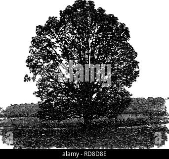 . Auf die Forstwirtschaft Ermittlungen der US-Landwirtschaftsministerium berichten. 1877-1898. Die Wälder und die Forstwirtschaft. Wachstum. 275. "4,"; aiaSg^i Abb. 37 - Eiche in der offenen manchmal 10 bis 13 Wie gewachsen, Jahre bevor sie überhaupt zu wachsen, ihre Energie alle gehen in das Wurzelwachstum. Dann kommt ein Zeitraum von mehr und mehr beschleunigt Wachstum, das die maximale Rate, mit 25 oder 30 Jahren erreicht; und wenn die Baumwolle Holz oder Aspen hat sein Wachstum in Höhe der Fichte oder Kiefer erreicht ist immer noch am besten, und setzt sich für eine lange Zeit sind, zu diesem Satz zu wachsen. Im späteren Leben der Ra Stockfoto