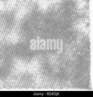 . Bakteriologie und Mykologie von Lebensmitteln. Essen. Abb. 3.- stäbchenförmige Bakterien aus Tomatenmark, häufig in schlechten Ketchups (X500). Auf Seite 515.. Bitte beachten Sie, dass diese Bilder sind von der gescannten Seite Bilder, die digital für die Lesbarkeit verbessert haben mögen - Färbung und Aussehen dieser Abbildungen können nicht perfekt dem Original ähneln. extrahiert. Tanner, Fred Wilbur, 1888-1957. New York, John Wiley & Amp; Söhne, Inc.; [etc. , Etc. ] Stockfoto