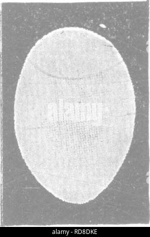 . Bakteriologie und Mykologie von Lebensmitteln. Essen. Bibliographie 477 X DDDG DDDD.io 11' 2 nnnn 13 t 4 15 1 Q Abb. 78.. Bitte beachten Sie, dass diese Bilder sind von der gescannten Seite Bilder, die digital für die Lesbarkeit verbessert haben mögen - Färbung und Aussehen dieser Abbildungen können nicht perfekt dem Original ähneln. extrahiert. Tanner, Fred Wilbur, 1888-1957. New York, John Wiley & Amp; Söhne, Inc.; [etc. , Etc. ] Stockfoto