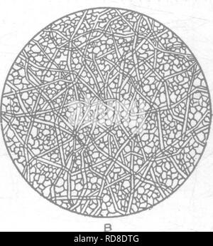 . Bakteriologie und Mykologie von Lebensmitteln. Essen. jTiG, 76. Shell Membranen von einem Ei sehr vergrößert. (Nach Benjamin, 1914.) Eine innere Schale Membran. Beachten Sie die feine Zellstruktur. Die Zellen werden zusammen durch viele Verflechtung Fasern gebunden. B, äußere Hülle Membran. Dies ist sehr viel groberen m Struktur als der inneren Membran. Die Fasern sind sehr transparent. Tabelle XLVIII ZUSAMMENSETZUNG VON Hühner- Eier Wasser Fett Protein Shell und Shell Membranen Eigelb, Prozentsatz. 46-52 30-35 14-16 Eiklar, Prozentsatz. 80-88 Spuren 10-13 Vollei, Prozentsatz. 70-76 9-14 10-15 9-12. Bitte beachten Sie, dass diese Bilder sind ex Stockfoto