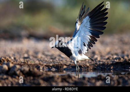 Schmied Kiebitz oder Schmied plover (Vanellus armatus) - onkolo Verbergen, Onguma Game Reserve, Namibia, Afrika Stockfoto