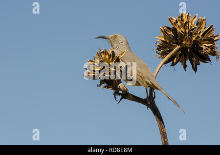 Kurve - bill Thrasher thront auf einer Agave, Horizontal Stockfoto