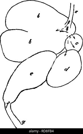 . Handbuch der Rinder - Fütterung. Eine Abhandlung über die Gesetze der Tierernährung und die Chemie von Futtermitteln in ihrer Anwendung auf die Fütterung von Tieren. Mit Illustrationen und einem Anhang mit nützlichen Tabellen. Feeds ; Rind ; Ernährung. 56 HANDBUCH DER CATrLE - Bn^EDmO - die Temperatur des Körpers, der auf Stärke mit yery viel die gleichen Ergebnisse wie Kochen, Säuren oder alka-verdünnen liegt, nämlich, Umwandlung in eine Form ot Zucker, L e,, eine wasserlösliche Substanz, die leicht in den Verkehr übergeben. In wie weit diese Aktion ist eine Dis-etwas-Systemkomponenten Punkt, aber es scheint zu Li werden Stockfoto