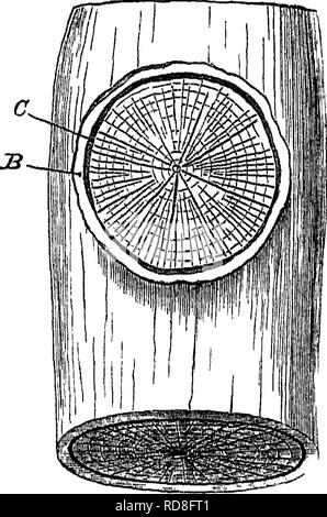 . Holz und einige ihrer Krankheiten. Holz, Bäume. 212 HOLZ UND EINIGE IHRER KRANKHEITEN [Chap bleibt der proximalen paits der Toten Äste ragen aus dem Kofferraum, wie unansehnlich Holz- Hörner. Einige dieser Niederlassungen können wurden abgebrochen durch den Fall der benachbarte Bäume oder grosse Gliedmaßen; otheis wurde möglicherweise durch das Gewicht der Schnee gebrochen haben. l iG 27 - Teil eines Baums aus wliicTi eine Zweigniederlassung hat abgeschnitten worden cbbe an den Stamm C, das Kambium, der Zweig B^seine Cortex ansammeln dunng im Winter; wieder andere, möglicherweise von Hand gebrochen worden sind, oder durch schwere Wmd; und wieder andere gestorben sind, o Stockfoto