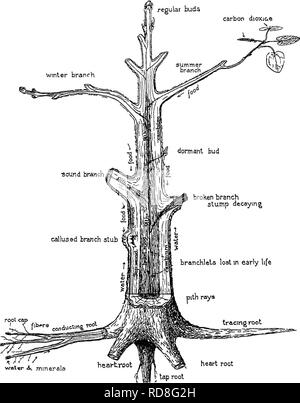 . Die Pflege der Bäume im Rasen, Street und Park, mit einer Liste von Bäumen und Sträuchern für dekorative verwenden. Bäume, Bäume. 10 Merkmale, Struktur, das Leben der Bäume Arten ist es regelmässig so verloren), oder sonst eine Knospe in der Nähe der Spitze, nimmt die Aktivität in der nächsten Saison und verlängert die regelmäßige Knospen carbon dioxiae V.. watur ein, Mineralien herzen Wurzel Aufsatz 3 - Schematische Ansicht der verschiedenen Teile und Funktionen eines Baumes Zweig, gleichzeitig bilden die Blätter, und vielleicht Blumen. Auf diese Weise wird von Saison zu Saison, Geschichte nach der Geschichte ist jeder Zweig gebaut, Verlängerung durch Ergänzungen und auch gewinnen. Ple Stockfoto