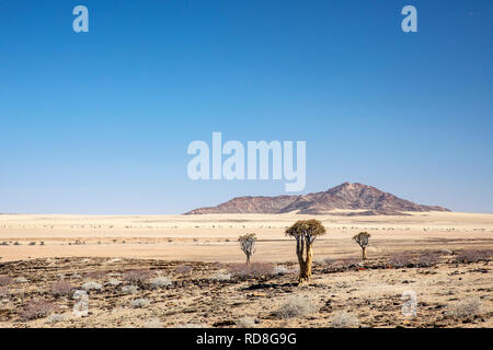 Köcher, Baum oder Kokerboom (Aloe Dichotoma) in der Namib-Wüste in der Nähe der Kuiseb Canyon, Namibia, Afrika Stockfoto