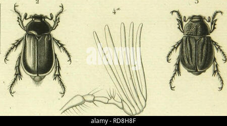 . Histoire Naturelle des Insectes: Gattungen des coleopteres, ou et Kritik aussetzen methodique de tous les Genres schlägt jusqu'Ici dans cet Ordre d'Insekten. Käfer. . Bitte beachten Sie, dass diese Bilder sind von der gescannten Seite Bilder, die digital für die Lesbarkeit verbessert haben mögen - Färbung und Aussehen dieser Abbildungen können nicht perfekt dem Original ähneln. extrahiert. Lacordaire, Theodore, 1801-1870; Chapuis, F. (Fe? licien), 1824-1879. Paris: Librairie de Roret Encyclopediaque Stockfoto