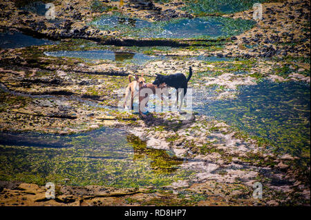 Luftaufnahme von drei Hunde spielen Kämpfen in Seaside Rock Pools Stockfoto