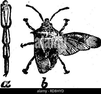 . Insekten, Früchte. Illustriert mit vier hundert und vierzig Holz-Schnitte. Schadinsekten. Angriff auf die Blätter. 73 Die Antennen sind grau, die der männlichen doppelt tief gefiederten, die der weiblichen mit zwei Reihen von Minute Zähne nur; die vorderen Oberschenkel sind tawny Gelb, die Füße schwärzlich braun. Wenn die Flügel sind erweiterte sie ungefähr ein und eine viertel Zoll messen. Der Falter fliegt nur Nachts. Im Norden der USA und in Kanada gibt es nur eine Brut von diesem Insekt in der Jahreszeit, aber im Süden ist es häufig doppelt gebrütet, die erste Brut der Larven ap-pearing Stockfoto