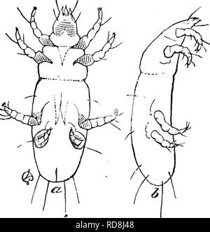 . Insekten, Früchte. Illustriert mit vier hundert und vierzig Holz-Schnitte. Schadinsekten. Angriff auf den Zweigen. 43 Ein anderer Freund ist das zweimal - Erstochen lady-bird, Chilochorus bivulnerus Muls. (Abb. 33), ein Insekt leicht durch seine Bild erkannt. 31. Abb. 32.. Bitte beachten Sie, dass diese Bilder sind von der gescannten Seite Bilder, die digital für die Lesbarkeit verbessert haben mögen - Färbung und Aussehen dieser Abbildungen können nicht perfekt dem Original ähneln. extrahiert. Saunders, William, 1836-1914. Philadelphia, J. B. Lippincott &Amp; Co Stockfoto