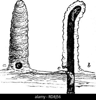 . Insekten, Früchte. Illustriert mit vier hundert und vierzig Holz-Schnitte. Schadinsekten. 38 INSEKTEN SCHÄDLICH FÜR DAS APPLE. Abb. 26. genau senkrecht, und diese sind fest zementiert und lackiert, so dass Wasser-dicht werden. Wie das Insekt weiterkommt, die Kammer wird unten von der erdigen Bestandteilen in seinem Fortschritt entfernt, aber der obere Teil, im Umfang von sechs oder acht Zoll, ist leer und dient als Wohnen - ing-Ort für das Insekt bis zum Ablauf der für die Ausfahrt kommt. Hier bleibt es für einige Tage, aufsteigend zu den Anfang der Bohrung iri/fiae Wetter für Wärme und Luft, und occas Stockfoto