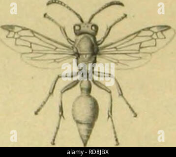 . Hymenoptera. Hau? tfluger. Hymenoptera. . Bitte beachten Sie, dass diese Bilder sind von der gescannten Seite Bilder, die digital für die Lesbarkeit verbessert haben mögen - Färbung und Aussehen dieser Abbildungen können nicht perfekt dem Original ähneln. extrahiert. Gerstaecker, Karl Eduard Adolph, 1828-1895; Peters, Wilhelm C.H.(Wilhelm C. Hartwig), 1815-1883. Naturwissenschaftliche Reise / Mossambique, Pt. 5. [Berlin] Stockfoto