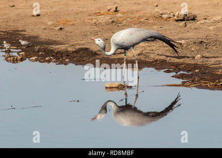 Blue Crane (Grus rothschildi) trinken an Koinachas Wasserloch - Etosha National Park, Namibia, Afrika Stockfoto