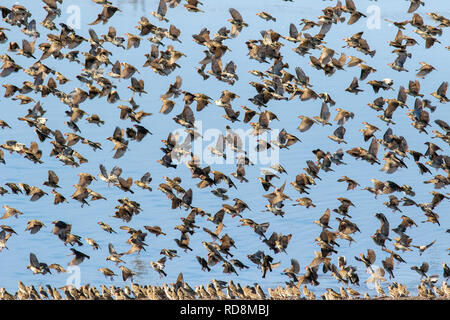 Große Herde von Red-billed Quelea quelea quelea () im Flug - Chudob am Wasserloch - Etosha National Park, Namibia, Afrika Stockfoto