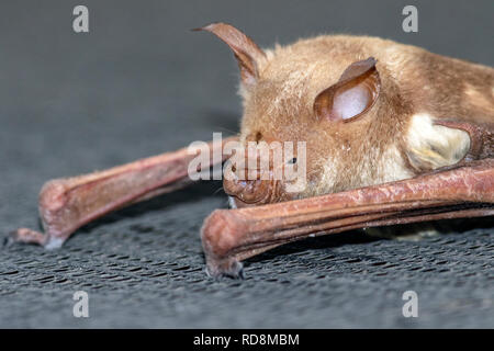 Nahaufnahme der gestreiften Blätter - Gerochen bat (Hipposideros vittatus) - Etosha Aoba Lodge, Onguma Game Reserve, Namibia, Afrika Stockfoto