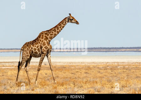 Giraffen wandern in der Nähe von Etosha Pfanne, Etosha National Park, Namibia, Afrika Stockfoto