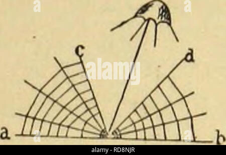 . Amerikanische spinnen und ihre Spinnen. Eine natürliche Geschichte der orbweaving Spinnen der Vereinigten Staaten, insbesondere im Hinblick auf ihre Branche und Gewohnheiten. Spinnen. COMPOSITE SNARES UND SEKTORALEN ORBS. 139 drei Achtel Zoll, ein Fünftel der orb. Diese waren alle Web-sites der jungen Spinnen. Es wird somit deutlich, dass es keine feste Regel, nach denen Triaranea in diesem Aufwand Ihrer Web geführt wird, und dass Sie sich eine Vielzahl von Variation, auch wenn die größere Anzahl von Kugeln einen Bereich von etwa einem Fünftel der orb. Durch die offenen Sektor übergibt der freien Radius oder trapline, für Stockfoto