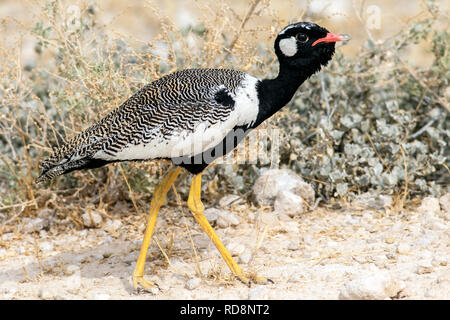 Northern black Korhaan (Afrotis afraoides) - Etosha National Park, Namibia, Afrika Stockfoto