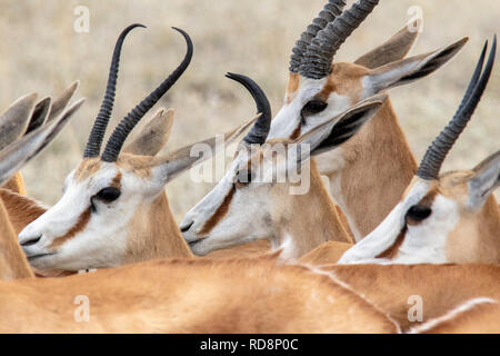 In der Nähe von springbock Köpfe und Hörner (Antidorcas marsupialis) - Etosha National Park, Namibia, Afrika Stockfoto