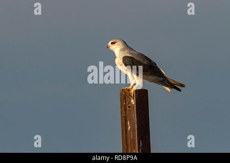 Black-winged Kite (Elanus caeruleus) - Safarihoek Lodge- Etosha Höhen, in der Nähe von Etosha National Park, Namibia, Afrika Stockfoto