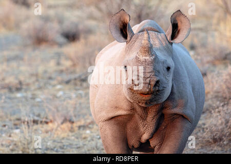 Junge Spitzmaulnashorn (Diceros bicornis) - in der Nähe von Etosha National Park, Namibia, Afrika Stockfoto