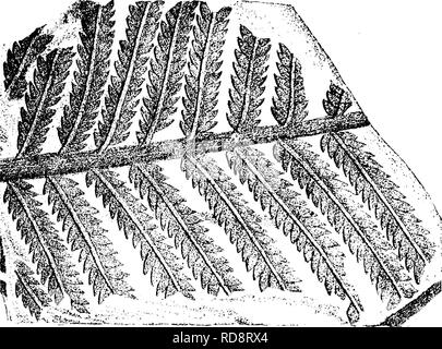 . Ein Wörterbuch der Fossilien von Pennsylvania und Nachbarstaaten in die Berichte und Kataloge der Umfrage benannt... Paläontologie. Mitte; 2&lt; z, vergrößerte nervation; 3, einem einzigen Pinna, fast die gesamte, von der Mitte eines Wedel; 3 a, erweiterten ^ zum nerva- zeigen. Koof Schiefer von Kohle Nr. i, Youngstown, O. - XII. Odontopteris neuropteroides, Newberry. Pal. Ohio, Bd. 1, 1873, Seite 381, Tafel 47, Abb. 1, Teil von Wedel mit basalen pinnules wie Neuropteris; Feigen. 2, 3, außenohren mit Charakter. Bitte beachten Sie, dass diese Bilder aus gescannten Seite Bilder, die digital enhan wurden extrahiert werden Stockfoto